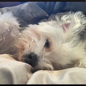 Meet your Posher, Ziyi