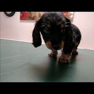 Meet your Posher, Steven