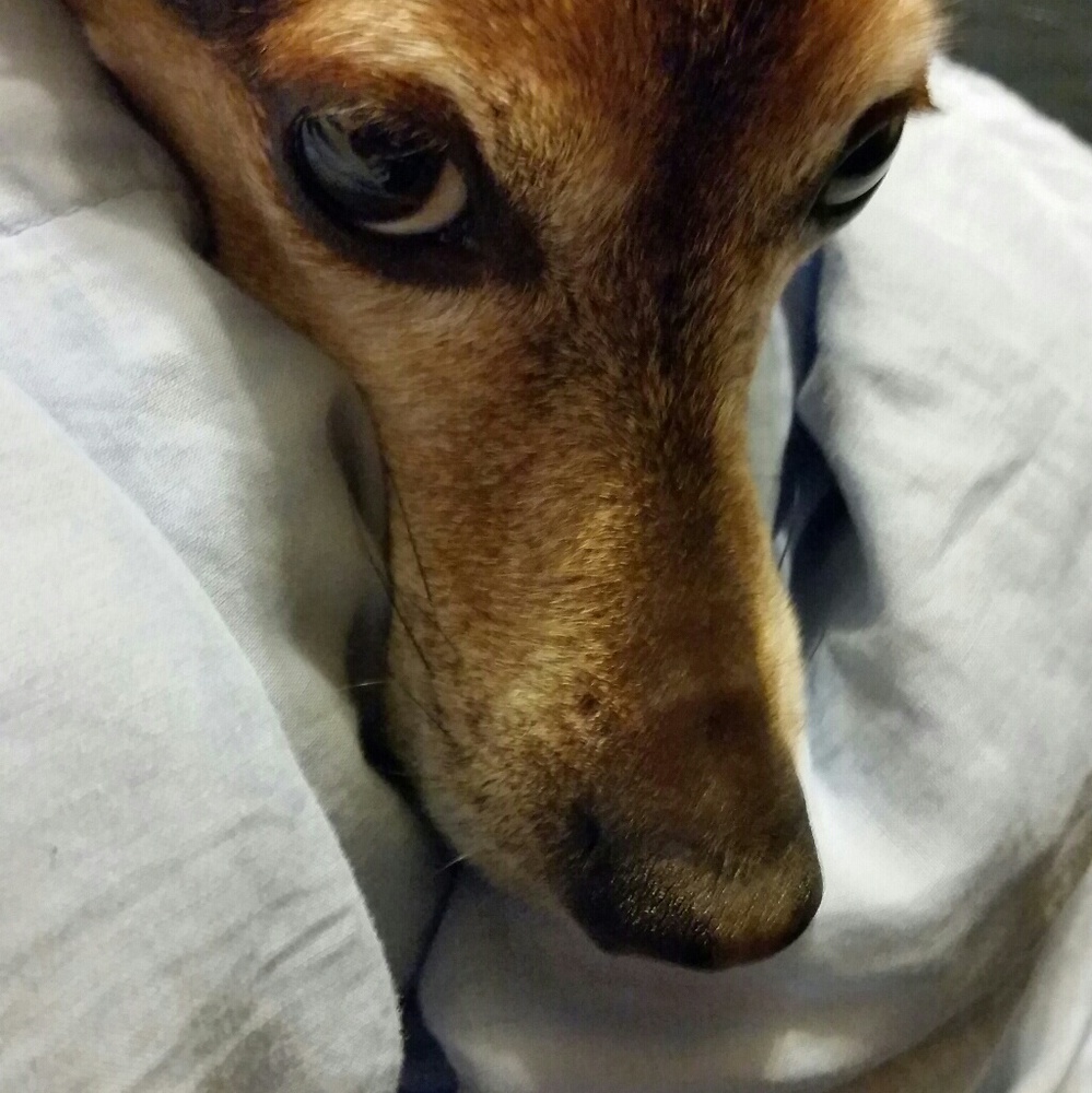 Meet your Posher, Nora