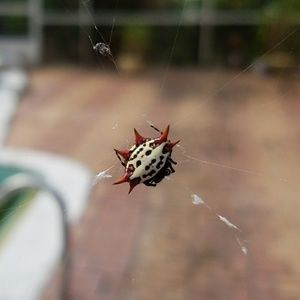 Meet your Posher, Jumar