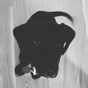 Meet your Posher, Grace