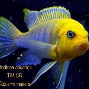 Meet your Posher, Robert