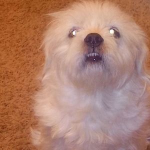 Meet your Posher, Barbara