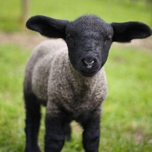 Meet your Posher, Gracd