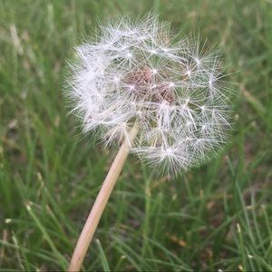 Meet your Posher, Dani