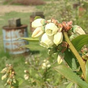 Meet your Posher, Aliyah