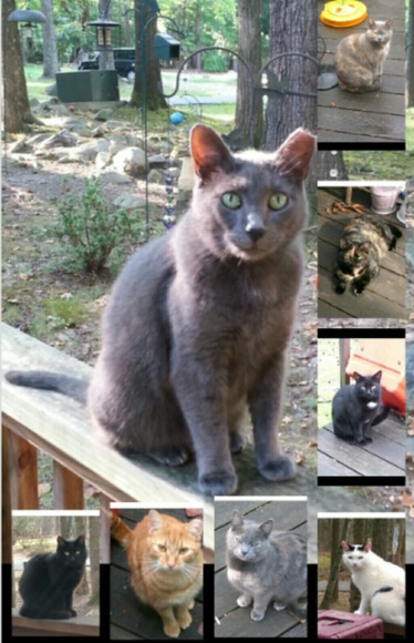 Meet your Posher, Jane Gump - Picture 3 of 7