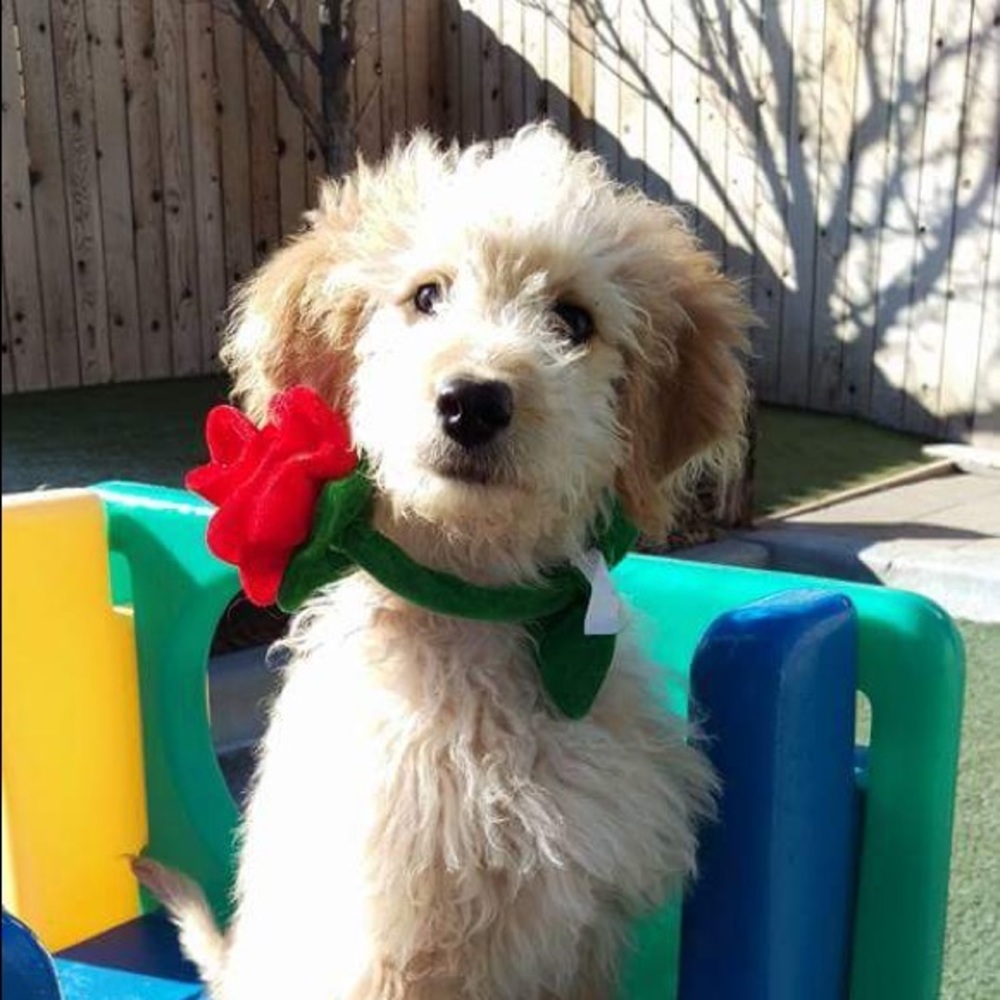 Meet your Posher, Elaina