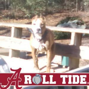 Meet your Posher, Bonnie