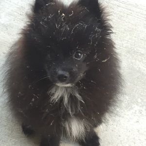 Meet your Posher, Deedee