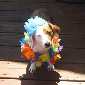 Meet your Posher, Janet