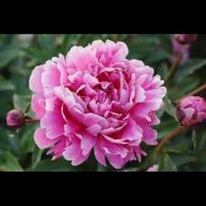 Meet your Posher, Aimee