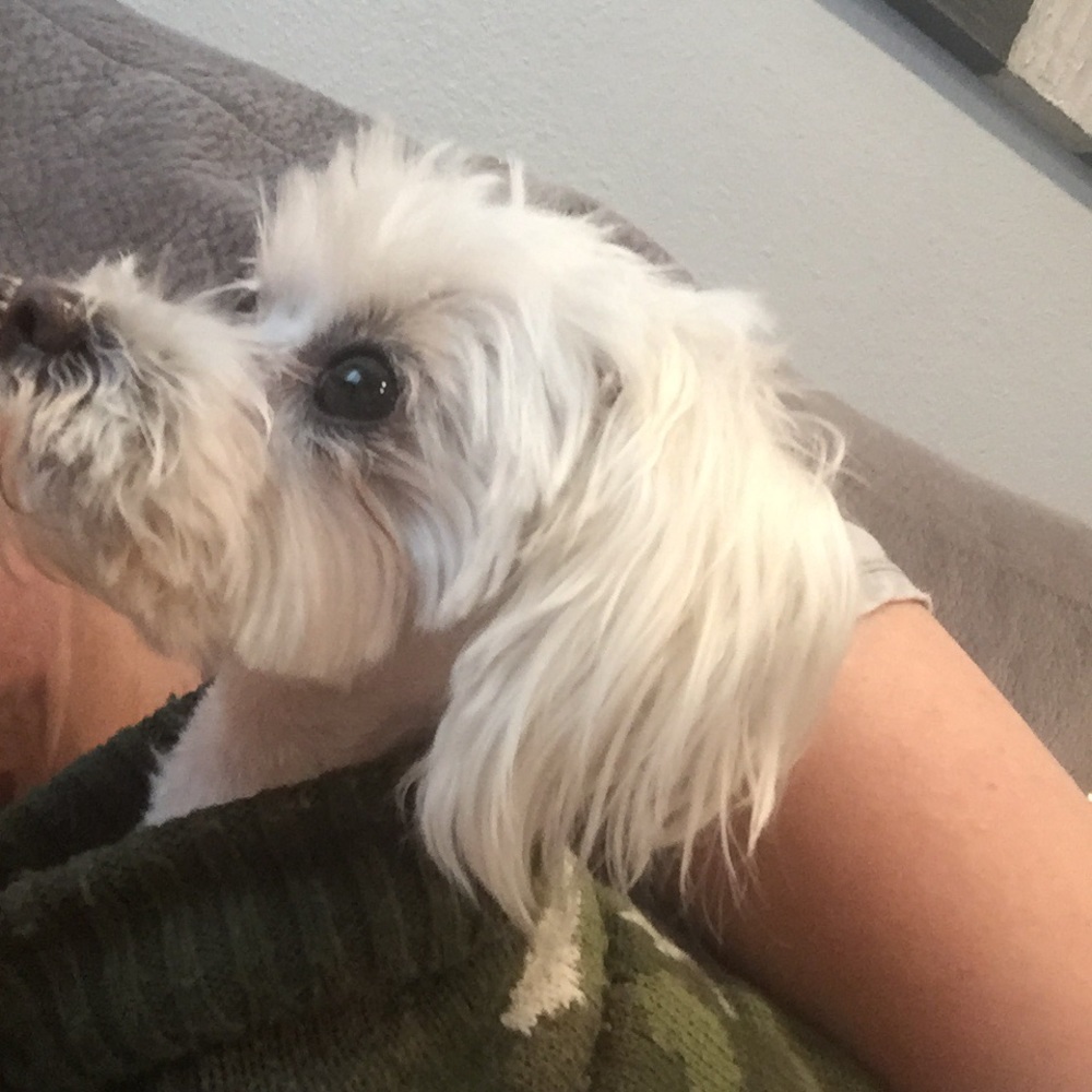 Meet your Posher, Lucy