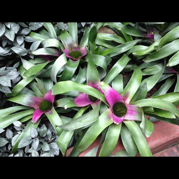 Meet your Posher, Ninia - Picture 3 of 3