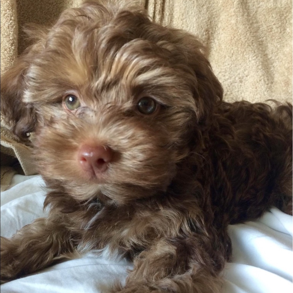 Meet your Posher, Patty