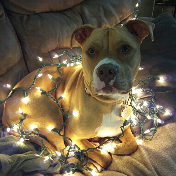 Obsessed Dog Mama 🩷 - Picture 2 of 7