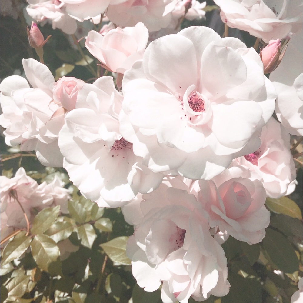 Meet your Posher, Belana