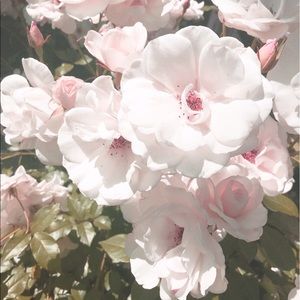 Meet your Posher, Belana