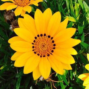 Meet your Posher, Carly