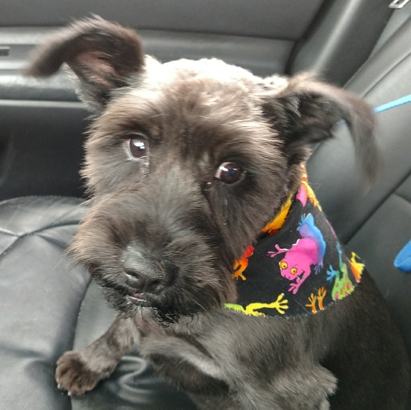 Meet your Posher, Ellen - Picture 2 of 2