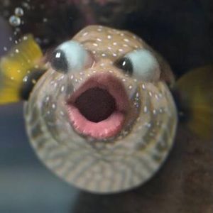 Meet your Posher, Lesly