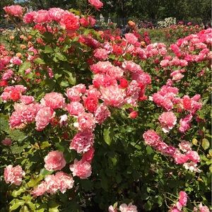 Meet your Posher, Pooja