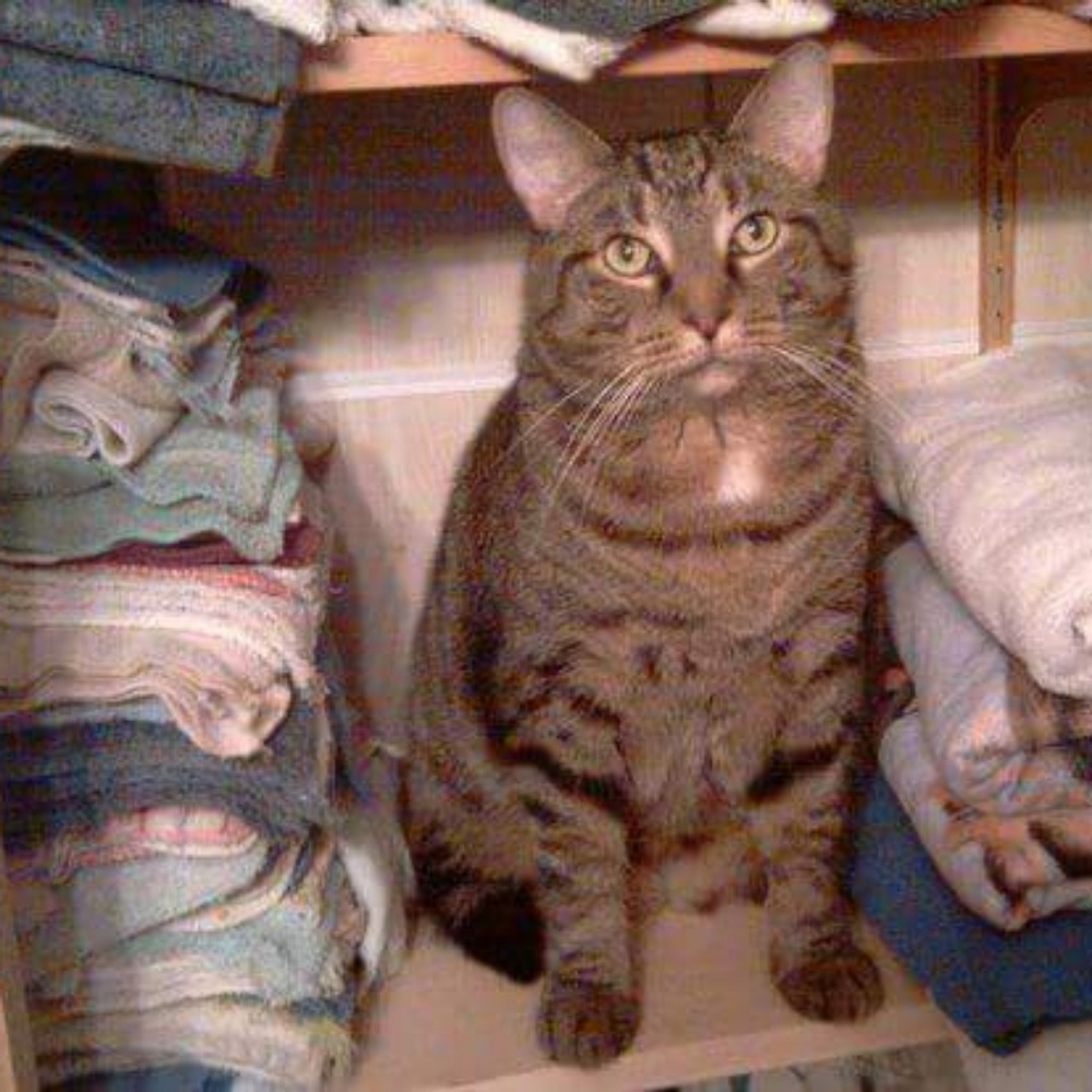 Meet your Posher, Roy