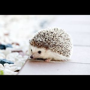 Meet your Posher, Hannah