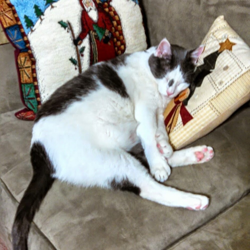 Meet your Posher, Brenda