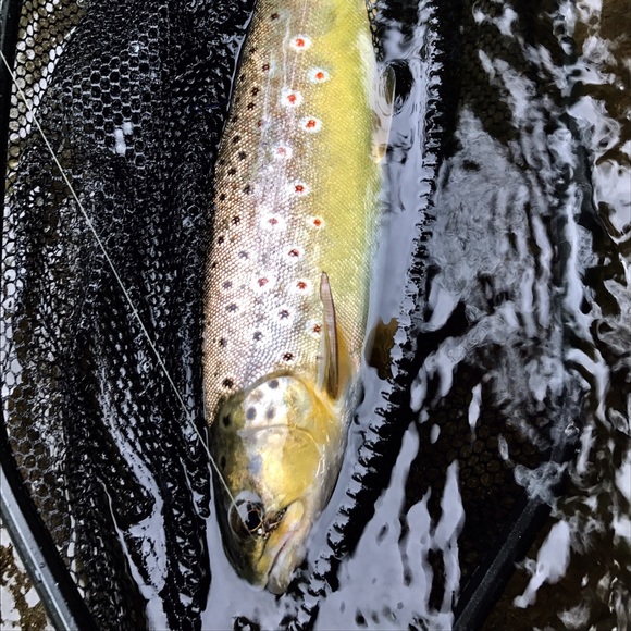 Meet your Posher, Jacob - Picture 1 of 1