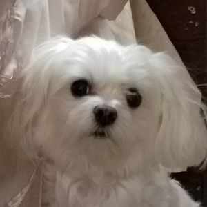 Meet your Posher, Lily