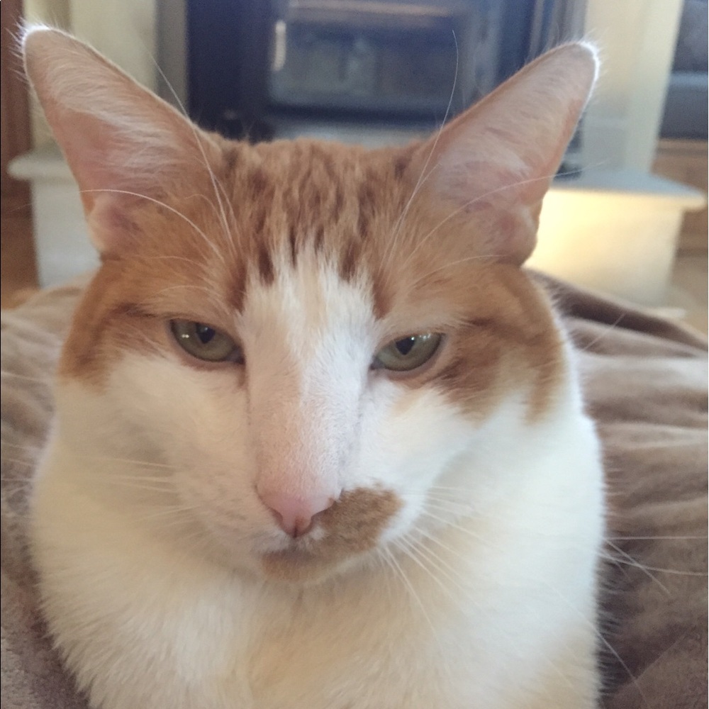 Meet your Posher, Rona