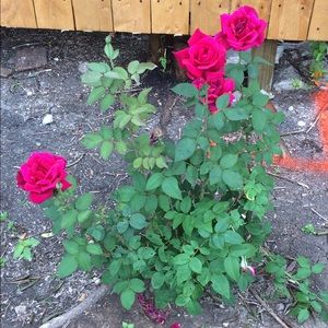 Meet your Posher, Lety