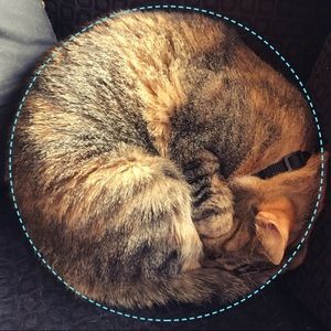 Meet your Posher, Shannon