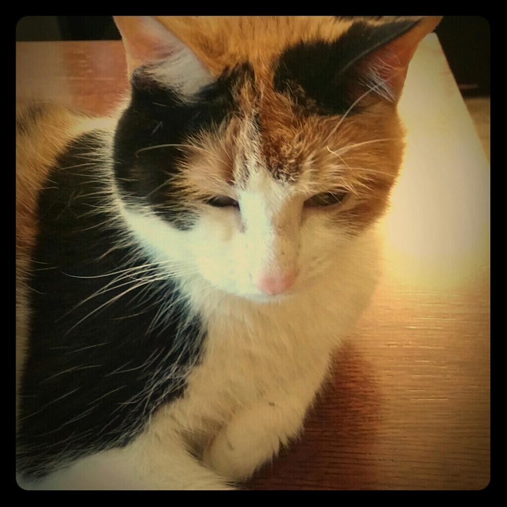 Georgia the cat!