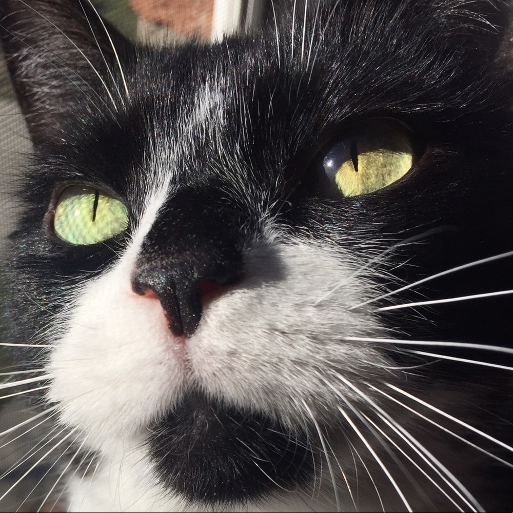 Meet your Posher, Emerson