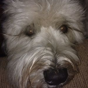 Meet your Posher, De angelo