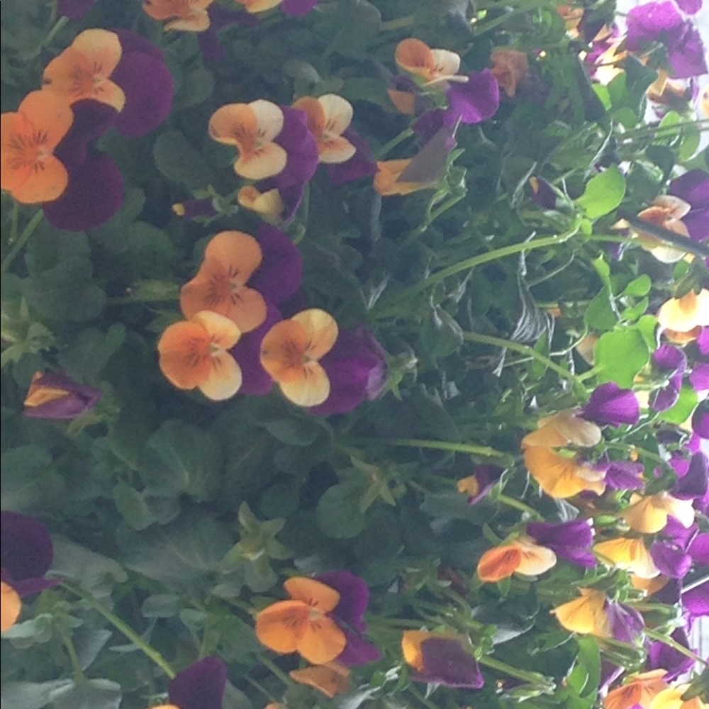 Meet your Posher, Helen