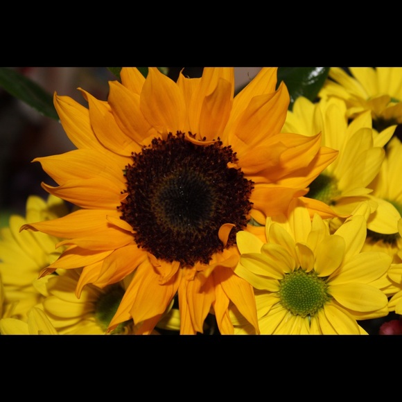 Meet your Posher, Kait - Picture 1 of 1