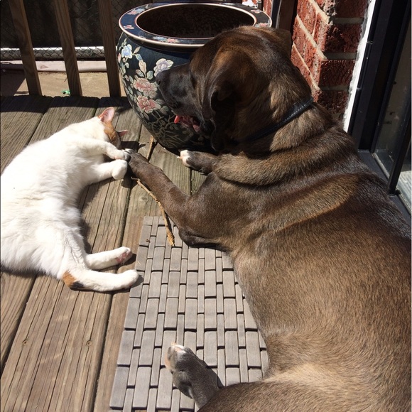 Meet your Posher, Marey (Mugsy j) - Picture 5 of 16