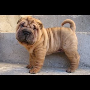 Meet your Posher, Gary