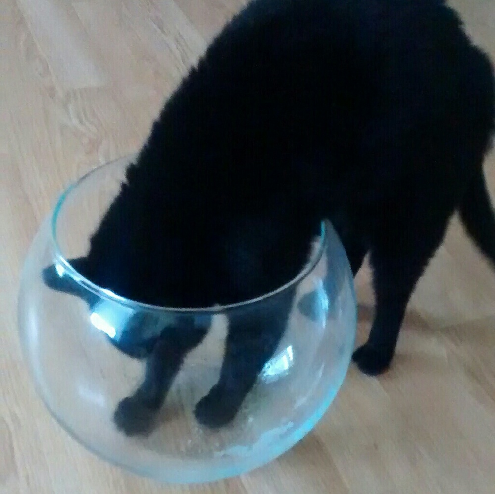 Meet your Posher, Brunilda