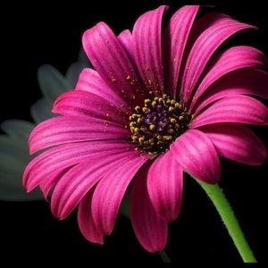 Meet your Posher, Sofia