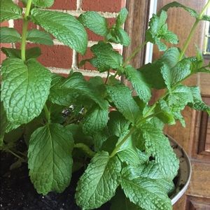 Meet your Posher, Beatriz