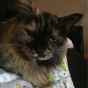 Meet your Posher, Nikki