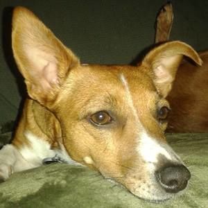 Meet your Posher, Robin