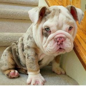 Meet your Posher, Wanda