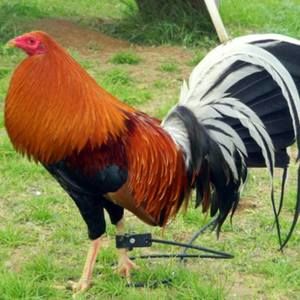 Meet your Posher, Juan