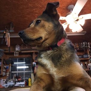 Meet your Posher, Chester