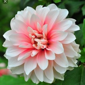 Meet your Posher, Miriam